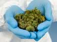 Pijnartsen waarschuwen: “Medicinale cannabis kan meer kwaad dan goed doen”
