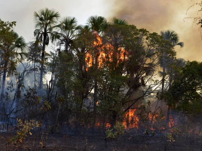 In 48 uur na kap- en brandverbod kwamen er in Brazilië bijna 4.000 nieuwe brandhaarden bij