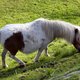 Geen seks met dieren is kwestie van smaak