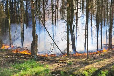 Brandweer blust natuurbrand in Budel