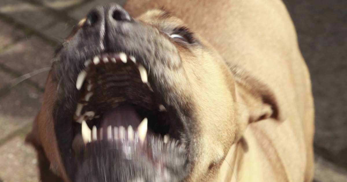 pitbullfan in tranen geen straf voor