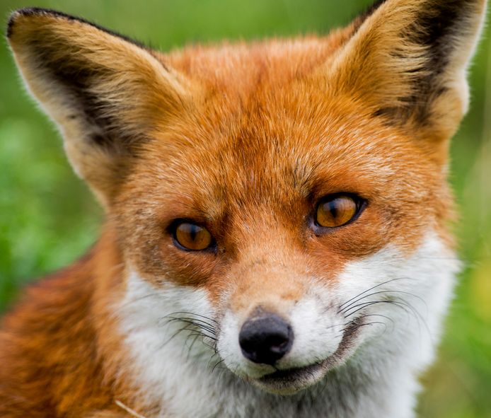 Stropers hebben het even over de grens in België gemunt op vossen. Twee honden belandden afgelopen week in een illegale klem.