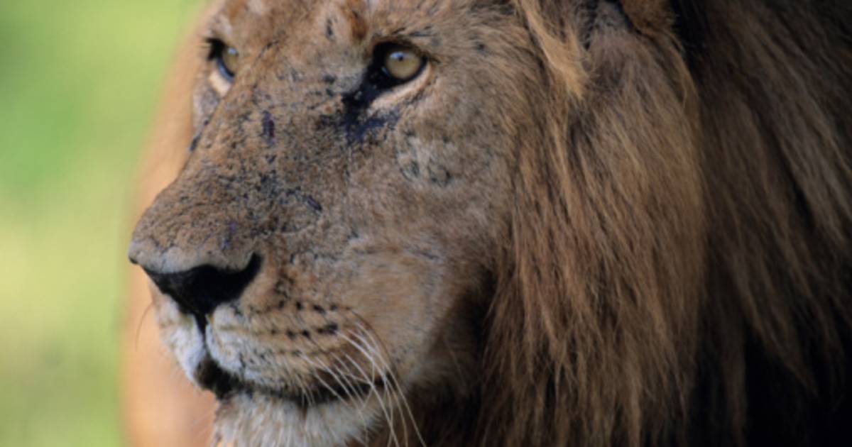 Des tacos à la viande de lion: pour rugir de honte | Ecologie | 7sur7.be