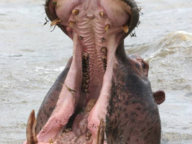 Zoeloekoning eet agressief nijlpaard Vincent op