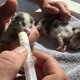 Jongetje (6) redt pasgeboren kitten die gedumpt was in de bosjes