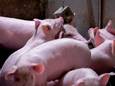 Vernieuwende varkenshouder stuit op mensenrechten: ‘Ons woongebied is al overbelast’