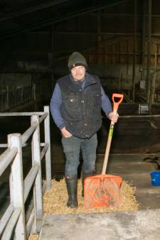 Boer Wilco (45) veilt complete veestapel naast natuurgebied in Beerzerveld: ‘Nu is er leegte in m’n hoofd’ 