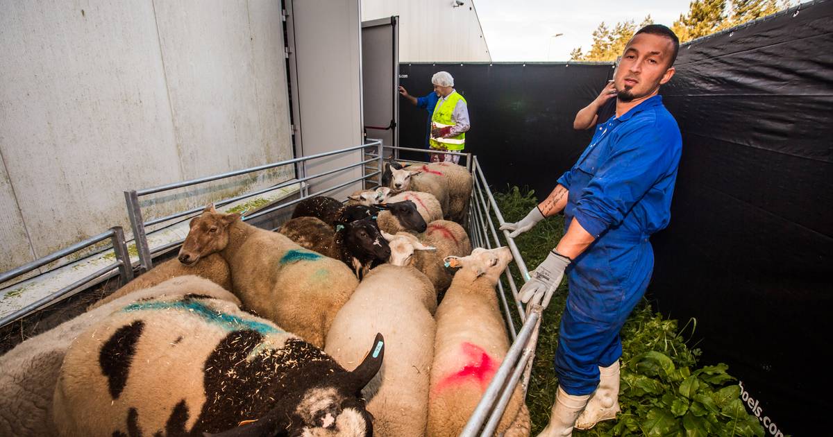 Laatste Offerfeest met onverdoofd slachten in Vlaanderen. Wat haalt het uit en wat zullen