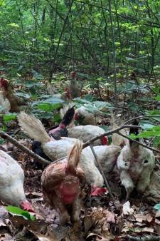 Tientallen dieren gedumpt in tuin van bruidspaar: ‘Dit is geen geintje’