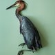 Fotograaf Thomas Struth maakt naam met dode dieren: "Ze herinneren ons eraan dat we vroeg of laat zullen sterven"