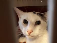 Bijzonder tafereeltje: ‘poes’ die zich over kittens ontfermt blijkt toch een kater