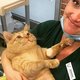 Dierenasiel zoekt sportmaatje voor een 14 kilo wegende kat