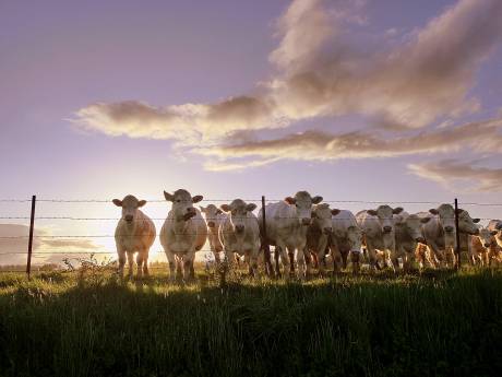 Ook Franse boerderijen moeten krimpen