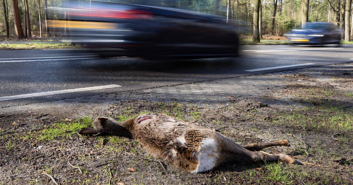 Overijssel wil zeventien wildoversteekplaatsen aanleggen op plekken waar veel dieren worden aangereden.