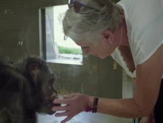 Emotioneel moment in 'Leve De Zoo' met Arnout Hauben: chimpansee Judy herkent opvoedster Lies nog