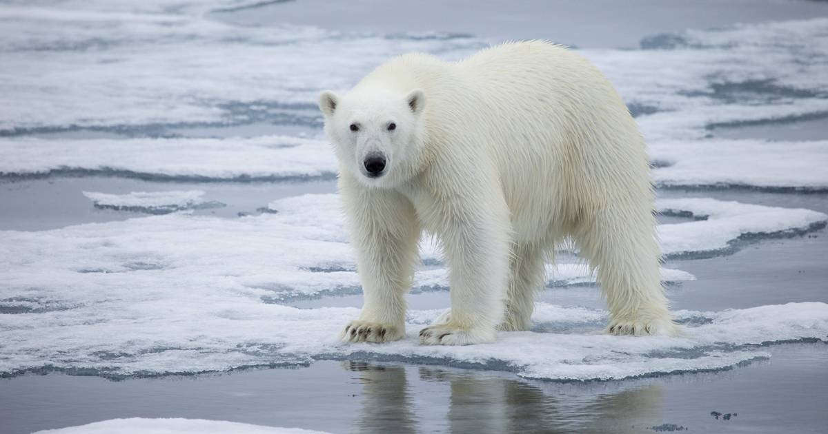 Frost, den mest kjente isbjørnen i verden, har dødd: «Han druknet etter å ha blitt jaget av en gruppe fylliker» |  Dyr