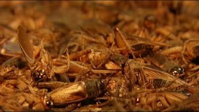 Enorme krekelplaag teistert Peruaanse stad