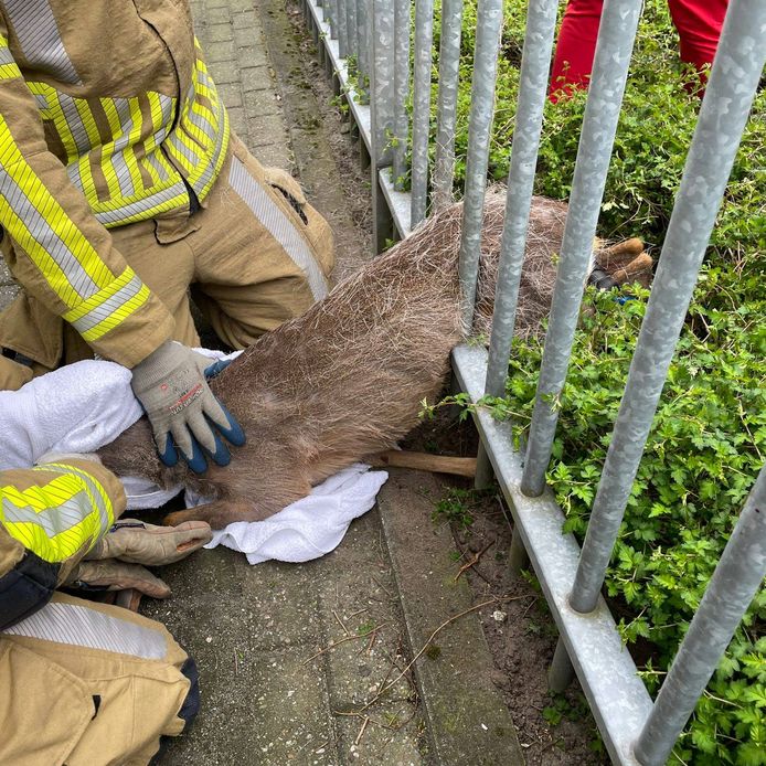 De ree werd verdoofd, zodat de brandweer het dier konden bevrijden uit het hek.