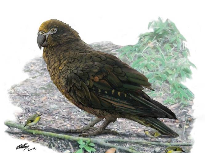 Wetenschappers ontdekken reusachtige papegaai die ooit in Nieuw-Zeeland leefde