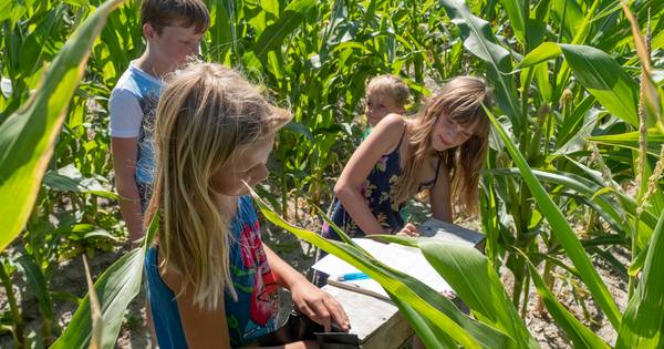 Dwalen, speuren en voelen in een doolhof van mais