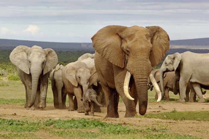 Een kudde Afrikaanse olifanten.