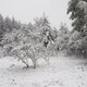 In de Ardennen valt sneeuw die (even) blijft liggen