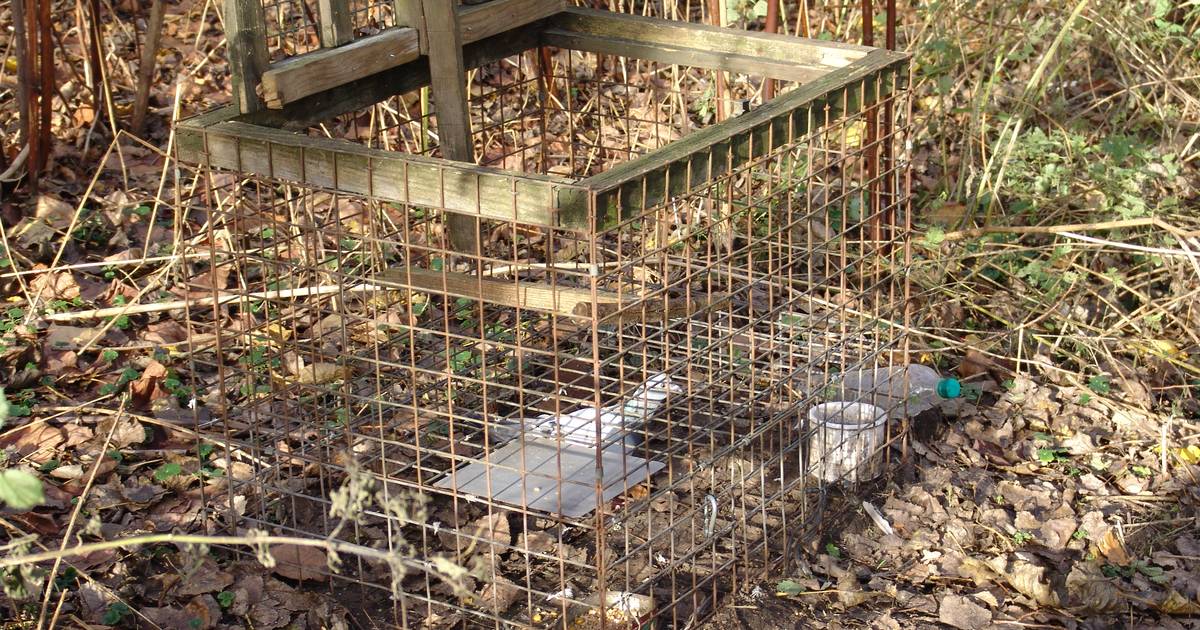 Prostituees, hertjes, drugsafval en zwijnen... Brabantse boswachters zien veel