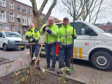 Meelopen met de tuinmannen van onze stad: 'Utrecht heeft straks palmbomen'