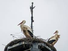 Nattigheid wordt Gennepse ooievaars fataal: vier jonge kuikens in nest op stadhuis overleden