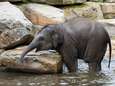 Planckendael rouwt om babyolifant Qiyo: "Machteloos bij zo'n snel overlijden"