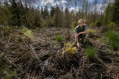 Na jaren van droogte sterven de beuken in het Leenderbos nu juist door het water