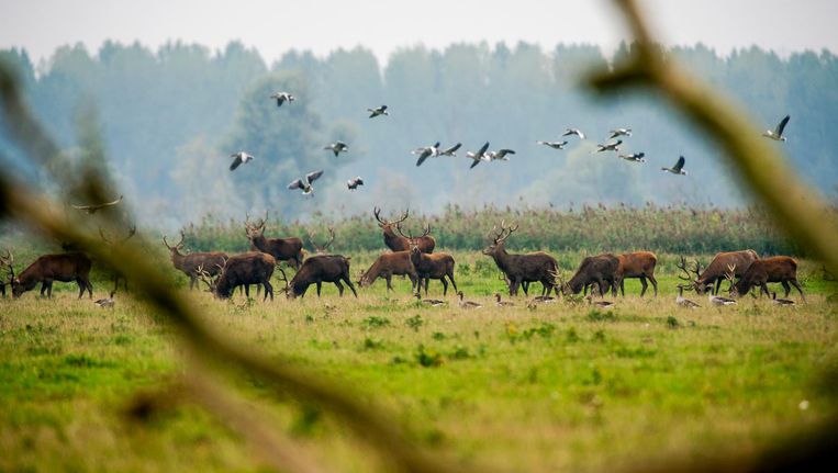 Edelherten in de Oostvaardersplassen. Beeld anp