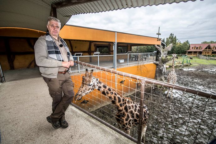 Directeur Karel Verheyen bij de giraffen in het verblijf. De man zet een stap terug als directeur.