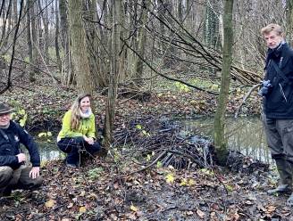 Beverdam ontdekt op beek in Oelegem: “Dit zie je hier niet vaak”