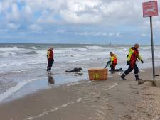 Zeehond met diepe wonden in hals en nek uit visnet gered op strand bij Ter Heijde