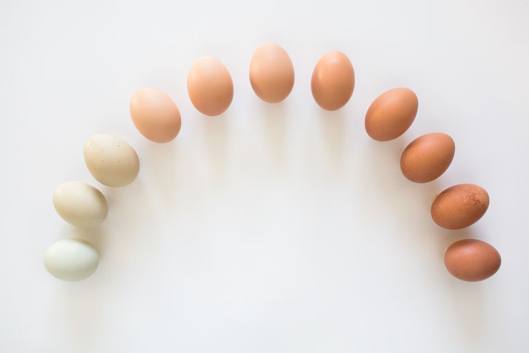 Libelle Legt Uit: eieren zou je maximaal per week mogen eten