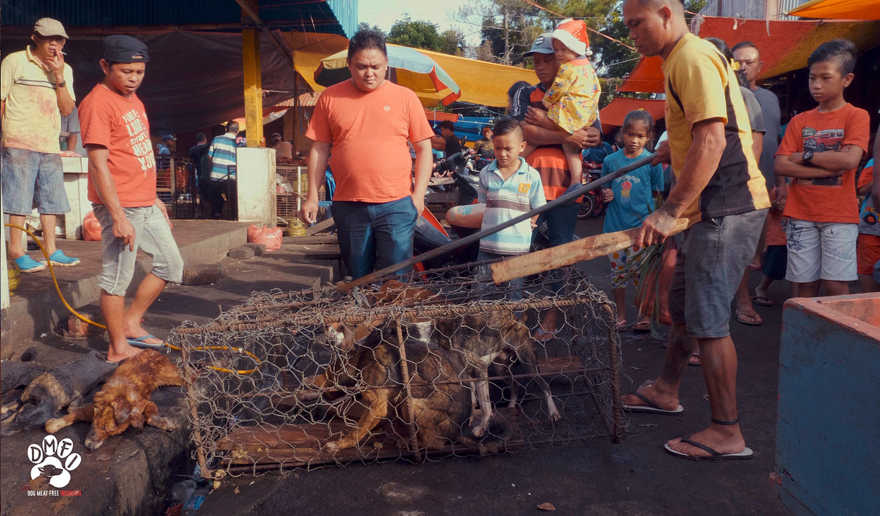 Honden bedoeld voor de vleesconsumptie worden in kooien verkocht op een traditionele markt op Sulawesi. Beeld AP