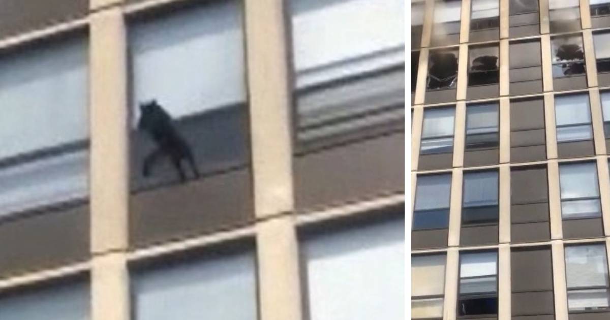 Un Chat Saute Du Cinquieme Etage D Un Immeuble Pour Echapper A Un Incendie Video 7sur7 Be