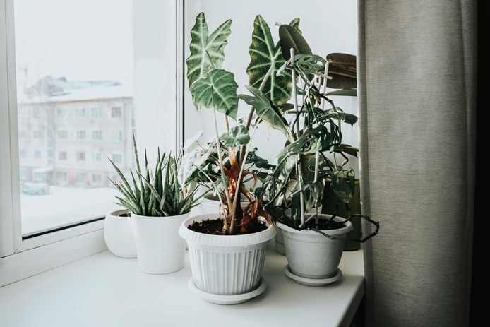 Welke verzorging behoeven je (kamer)planten in de winter? Groenexpert deelt zijn beste tips.