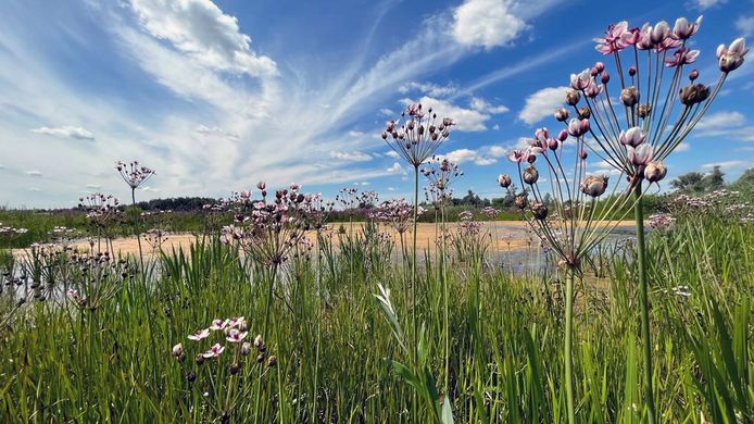 De Biesbosch is een voedselrijk gebied waar flora en fauna het goed doet.