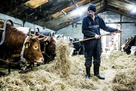 Koe Hermien en boer Bert Hollander .