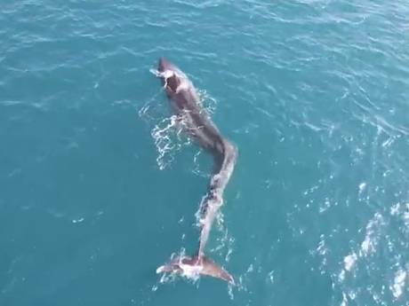 Vinvis met knik in ruggengraat zwemt voor Spaanse kust