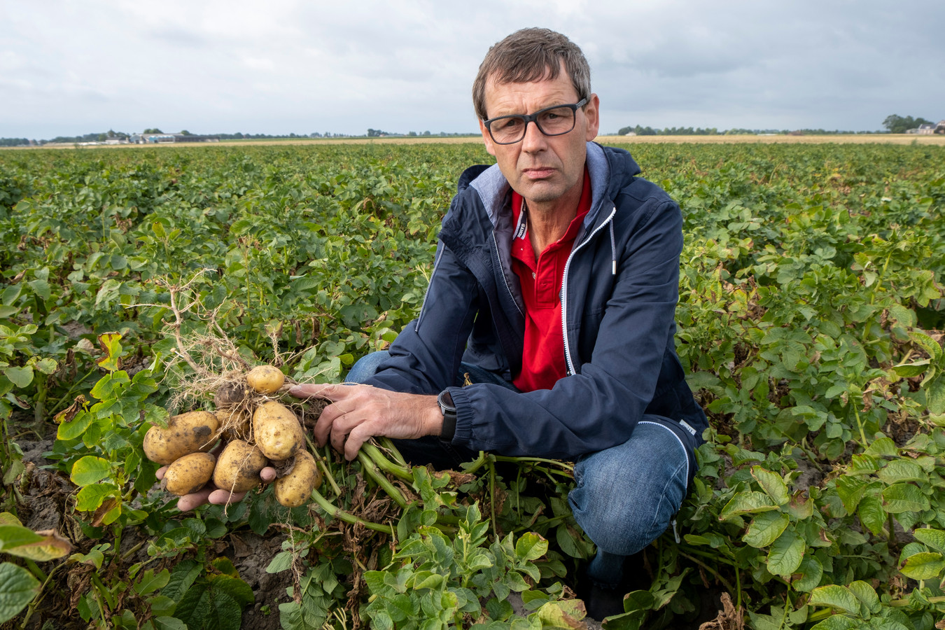 Zonnesteek voor appelteelt: 2019 zal geen topjaar worden | Foto | AD.nl