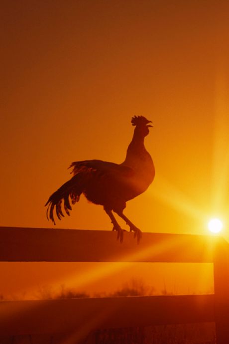 Le chant du coq déchaîne (à nouveau) les passions en France