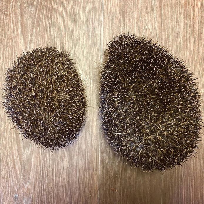 Links hoe groot de egel was, en rechts hoe groot-ie nu is.