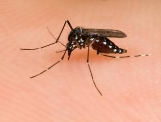 WHO: "Zikavirus zal zich verder verspreiden over bijna heel Amerika"