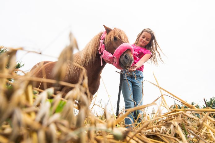 De pony Diesel mag alvast de geoogste haver proeven van Lize (9).