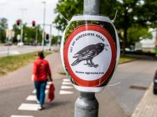 Helens dochter ligt met gekneusde ribben op bed na aanval van kraai: ‘Zo werkt de natuur’