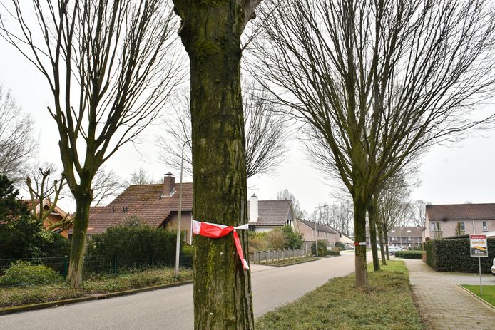 De situatie afgelopen voorjaar. Met  linten had de gemeente Dinkelland al aangegeven welke bomen er moesten verdwijnen uit de wijk Janskamp in Denekamp.