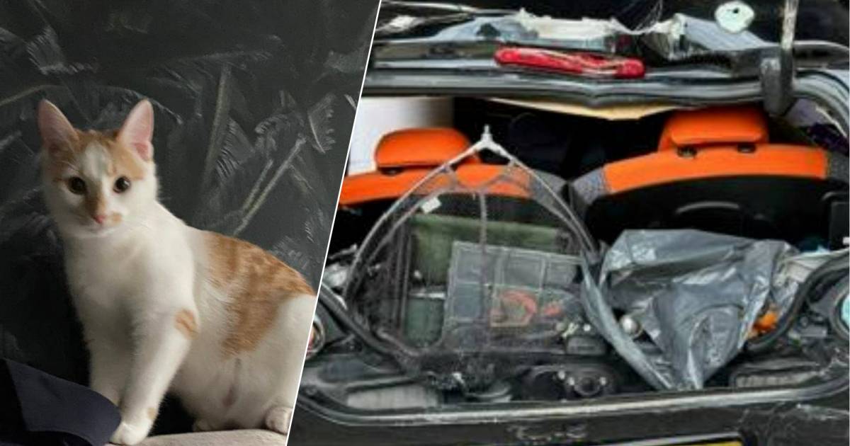 Poes Lau, die na ongeval op A15 uit autowrak vluchtte, in goede gezondheid gevonden.